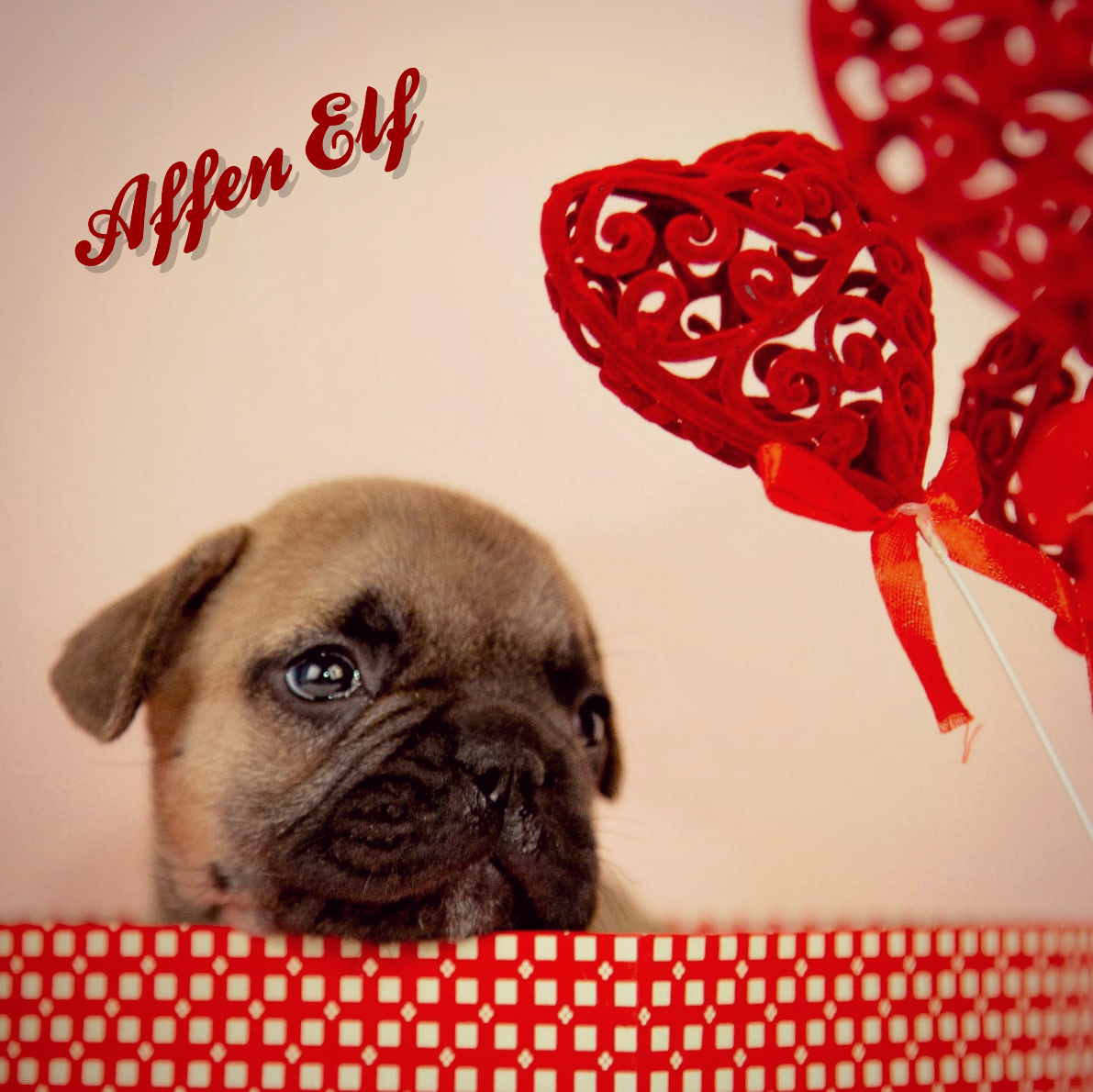 Affen Elf puppy